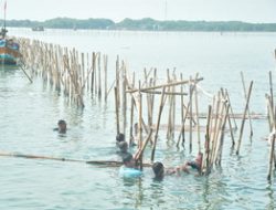 HARI KE-3, LANAL BANTEN LANJUTKAN PEMBONGKARAN PAGAR LAUT DI PERAIRAN KRONJO
